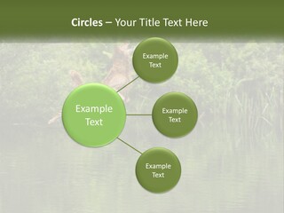 Dog Training PowerPoint Template