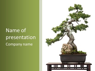 Bodhi Tree PowerPoint Template
