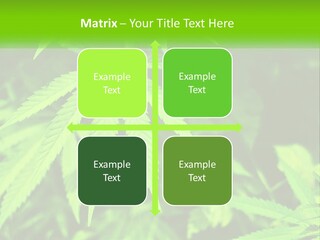 Hemp Leaf PowerPoint Template