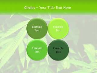 Hemp Leaf PowerPoint Template