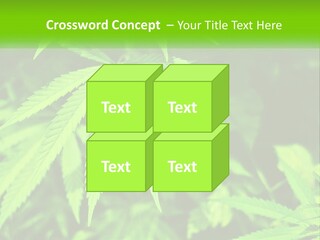 Hemp Leaf PowerPoint Template