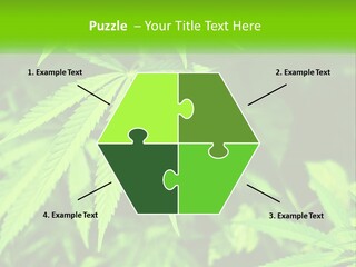 Hemp Leaf PowerPoint Template