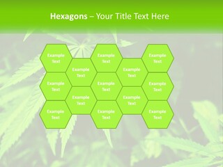 Hemp Leaf PowerPoint Template