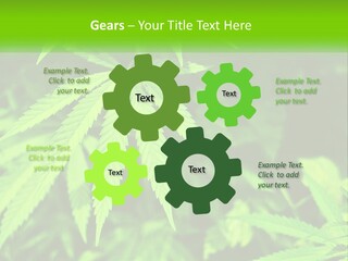 Hemp Leaf PowerPoint Template