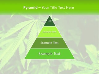 Hemp Leaf PowerPoint Template