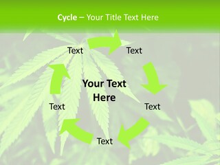 Hemp Leaf PowerPoint Template