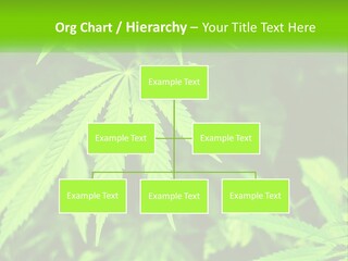 Hemp Leaf PowerPoint Template