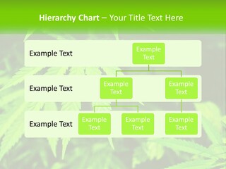Hemp Leaf PowerPoint Template