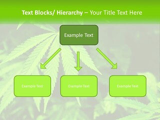 Hemp Leaf PowerPoint Template