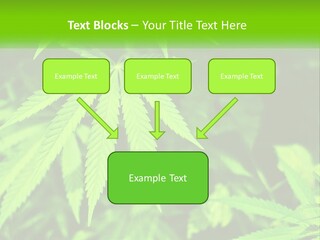 Hemp Leaf PowerPoint Template