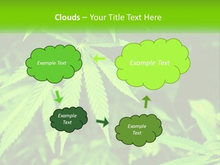 Hemp Leaf PowerPoint Template