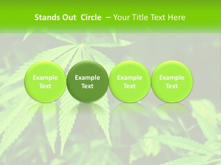 Hemp Leaf PowerPoint Template