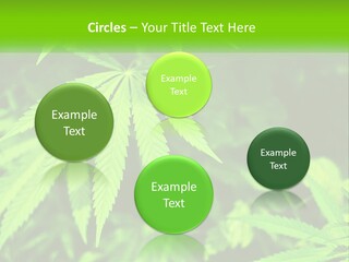 Hemp Leaf PowerPoint Template