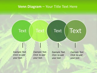 Hemp Leaf PowerPoint Template