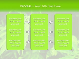Hemp Leaf PowerPoint Template