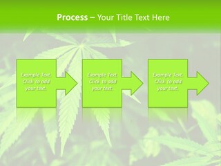 Hemp Leaf PowerPoint Template