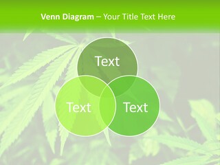Hemp Leaf PowerPoint Template