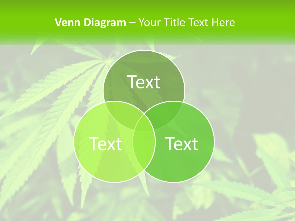 Hemp Leaf PowerPoint Template