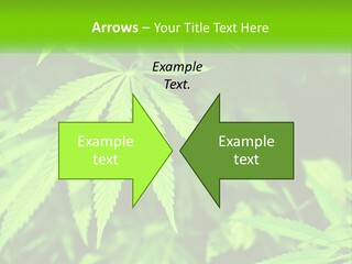Hemp Leaf PowerPoint Template