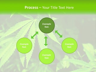 Hemp Leaf PowerPoint Template