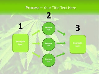Hemp Leaf PowerPoint Template