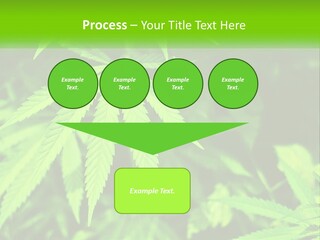 Hemp Leaf PowerPoint Template