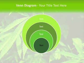 Hemp Leaf PowerPoint Template