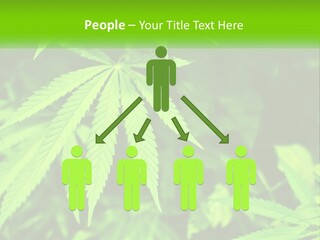 Hemp Leaf PowerPoint Template
