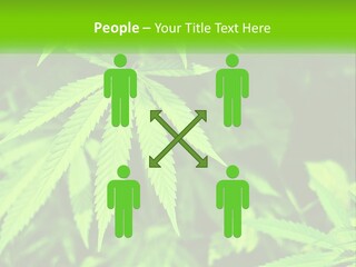 Hemp Leaf PowerPoint Template