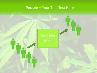 Hemp Leaf PowerPoint Template