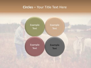 The Boy Feeds The Goat PowerPoint Template