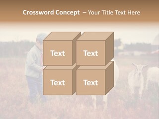 The Boy Feeds The Goat PowerPoint Template