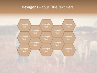 The Boy Feeds The Goat PowerPoint Template