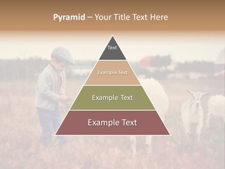 The Boy Feeds The Goat PowerPoint Template