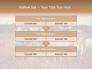 The Boy Feeds The Goat PowerPoint Template