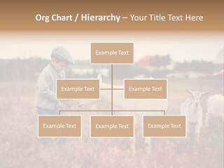 The Boy Feeds The Goat PowerPoint Template