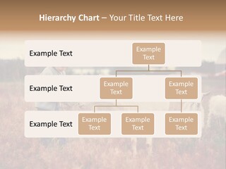 The Boy Feeds The Goat PowerPoint Template