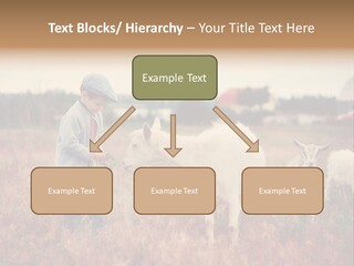 The Boy Feeds The Goat PowerPoint Template