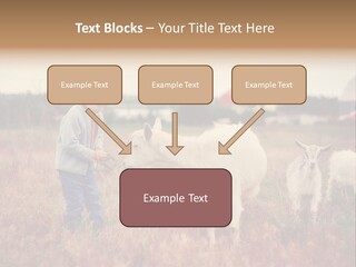The Boy Feeds The Goat PowerPoint Template
