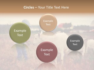 The Boy Feeds The Goat PowerPoint Template