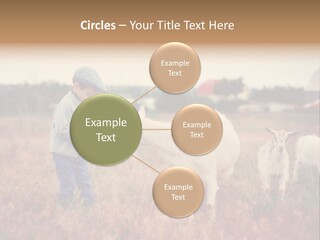 The Boy Feeds The Goat PowerPoint Template