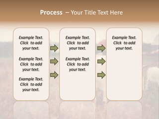 The Boy Feeds The Goat PowerPoint Template
