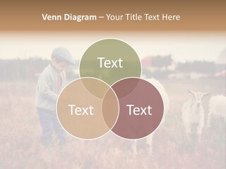The Boy Feeds The Goat PowerPoint Template