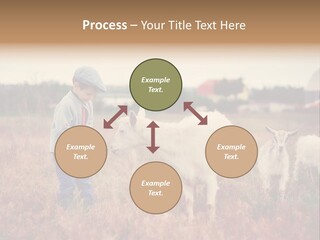 The Boy Feeds The Goat PowerPoint Template