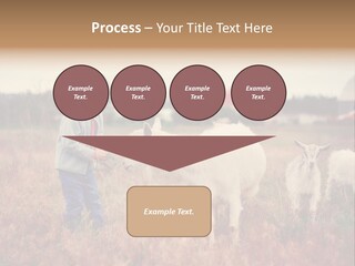 The Boy Feeds The Goat PowerPoint Template