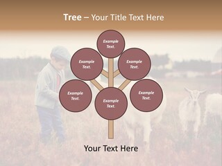 The Boy Feeds The Goat PowerPoint Template