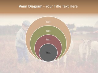 The Boy Feeds The Goat PowerPoint Template