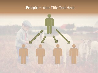 The Boy Feeds The Goat PowerPoint Template