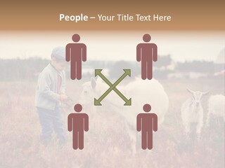 The Boy Feeds The Goat PowerPoint Template