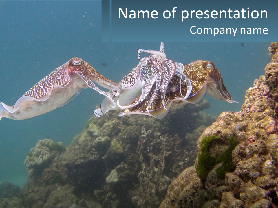 Underwater World PowerPoint Template